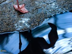 Tapeta National Geographic 374.jpg